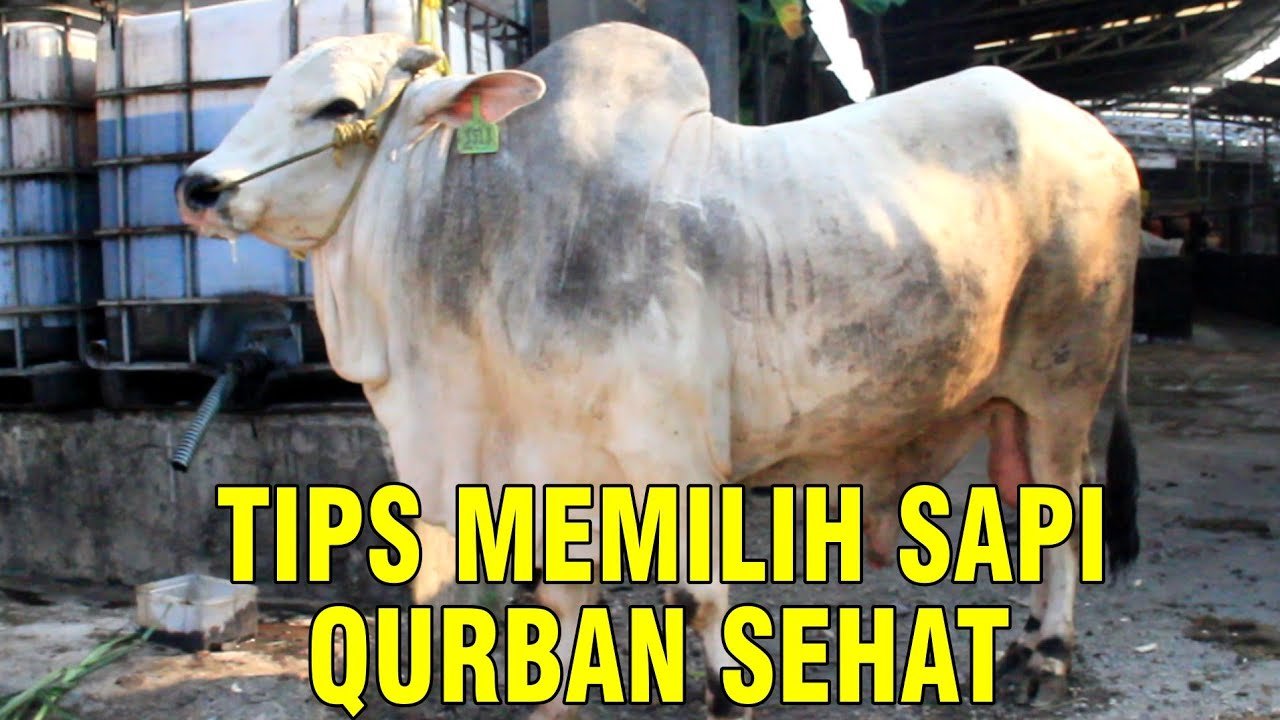 
                                 Memilih-Sapi-Qurban-Sehat-2022